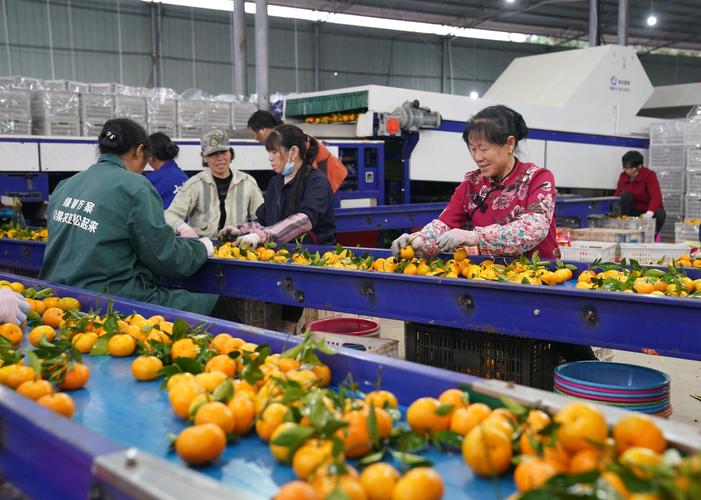 科技賦能，新余蜜桔成俏銷“金果”